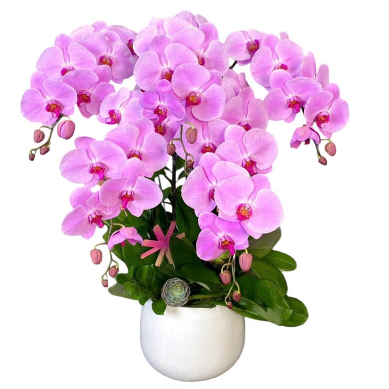 Chậu Lan Hồ Điệp  68