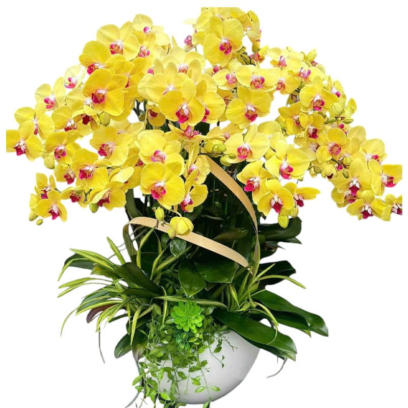 Chậu Lan Hồ Điệp 70