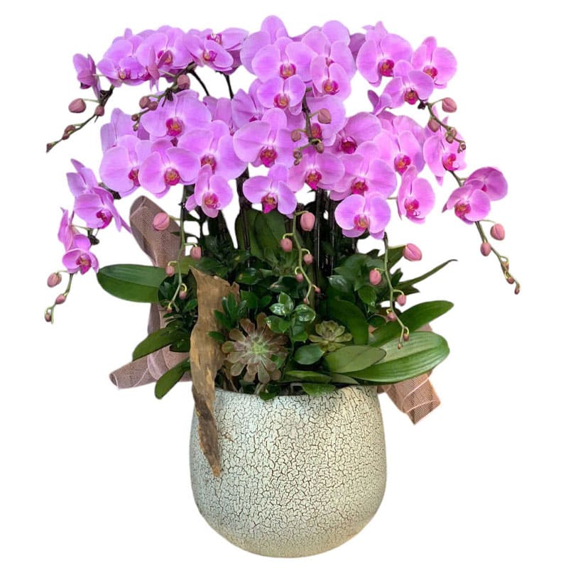 Chậu Lan Hồ Điệp 71