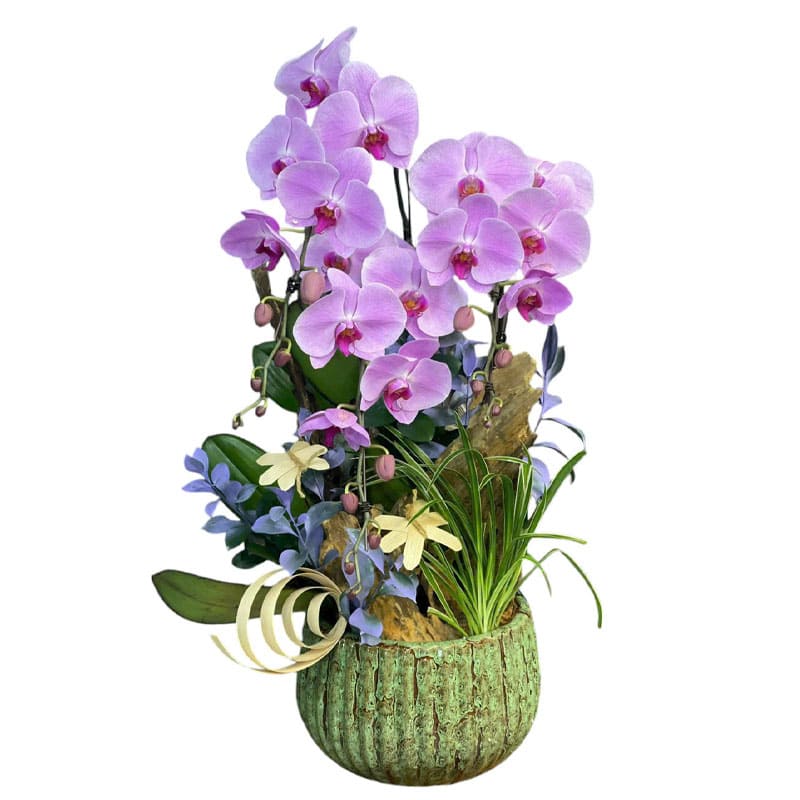 Chậu Lan Hồ Điệp 72