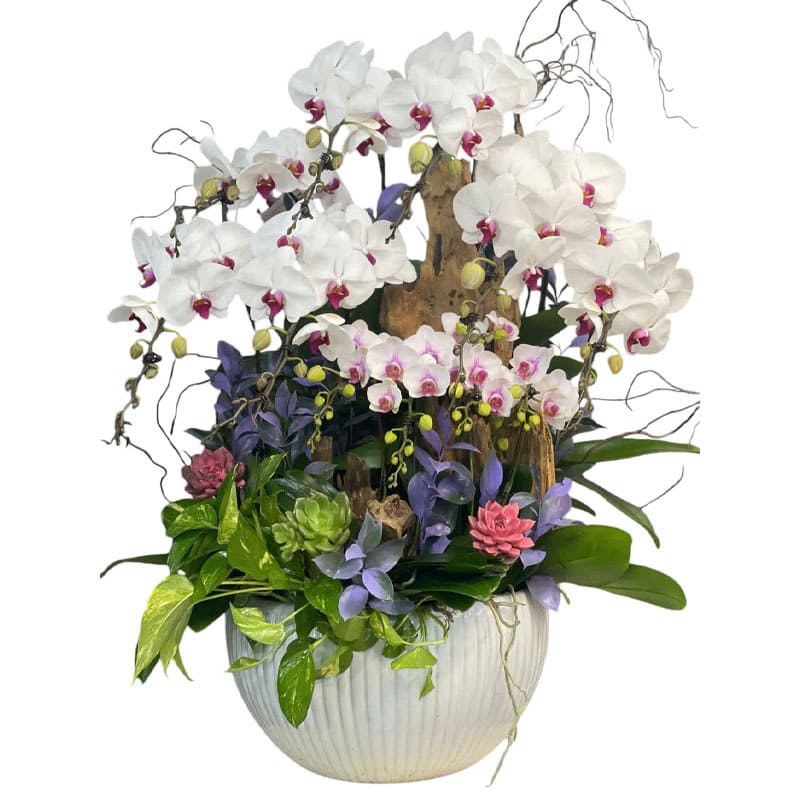 Chậu Lan Hồ Điệp 73